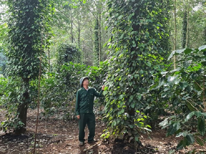 Cựu chiến binh Nguyên Thanh Quang phát triển kinh tế từ mô hình tổng hợp.